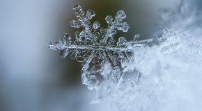 Snow flake